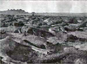 Massemord på heste under Boerkrigen